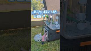 캠프닉 나들이 나온 반려동물 #반려동물 #앵무새 #토끼…