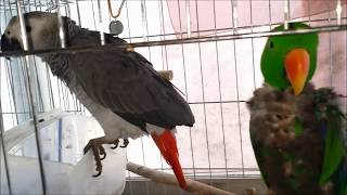 self injury Eclectus parrot therapy course 91 자해하는 뉴기니아앵무새 치료과정 91