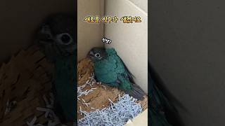 새식구 블루코뉴어 아기 새벽이예요~!! #parrot #birds #앵무새영상 #반려동물 #앵무새키우기 #코뉴어 #동물 #birdslover #앵무새이유조