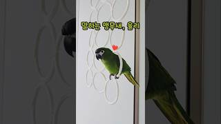 오늘은 안 받을건데⁉️ #한스마카우 #율리 #말하는앵무…