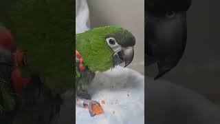 @앵무새. 한스마카우. 13세. 남자. 이름: 지루비.…