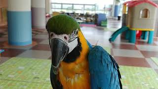 청금강 앵무새 실내비행 (리턴훈련)