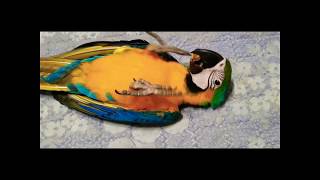 청금강앵무새 눕어 놀기 Macaw parrot lie play frolic