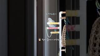 예의상 하는 사과 #말하는앵무새 #퀘이커앵무송꾸꾸