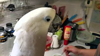 엄브렐라코카투 꼬까 이유식