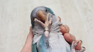 조잘조잘재잘재잘 안녕안녕안녕 안녕하세요 말하는 퀘이커앵…