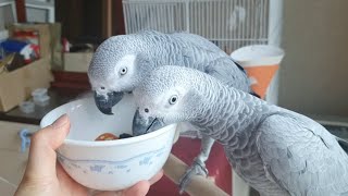 앵무새에게 선물주지 마세요