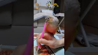 코뉴어 앵무새 일상