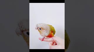 말하는 코뉴어 앵무새 수리