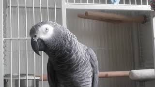 앵무새랑 통화하기