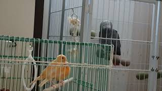 말하는 앵무새 회색앵무 알렉스(Alex) 동영상