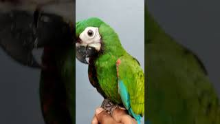 SEVERE MACAW FOLLOW @WOOFEXOTI…