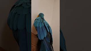 뭐하니? #청금강 #청금강앵무새 #macaw
