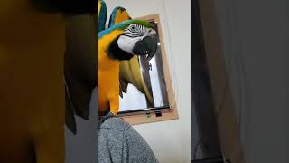 만세하는 루카 #shorts #청금강