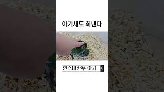 아기 한스마카우의 화내는 법