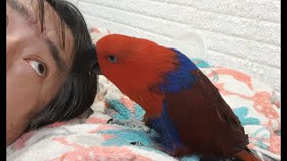 고양이와 동거 하는 앵무새 놀아달라고 조르기... 심심…