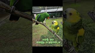 아기 뉴기니아 크롱이 흐린날 아마조나방문   #뉴기니아…