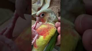 풀코스안마2탄  코뉴어 초롱