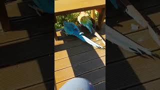 청금강 앵무랑 홍금강앵무 데크부수기 사고치기전 깜딱놀랐…