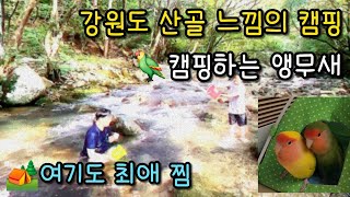 [앵캠핑] Ep 43. 앵무순이 캠핑 | 모란앵무새 |…