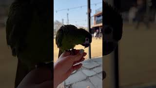 애교쟁이 한스마카우 해바라기씨 안보여요~ 엄마한테 갈래요❤️ #한스마카우 #앵집사 #나들이