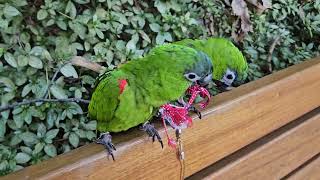 한스마카우 앵무새 지나가는 행인에게 왜떠들어 외치는