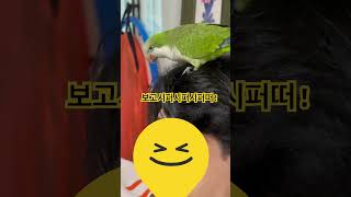 엉아 조아~ ♡ #앵무새 #퀘이커 #parrot #형#…