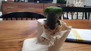 코뉴어 휴지 뜯뜯중