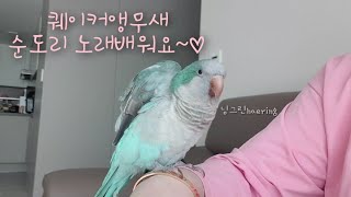 기타소리 띵똥땡~순도리 노래배워요 [퀘이커앵무 립싱크]…