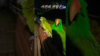 실제로 앵무새를 본다면? #성내천 #사람들 반응 #앵무…