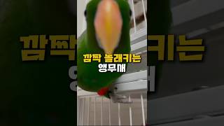 간식 줄때면 깜짝 놀래키는 앵무새#깜짝 #앵무새 #반려…