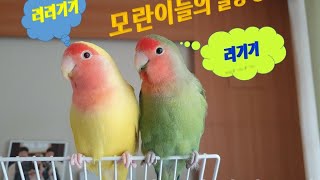 [앵무새 키워보자] 모란앵무새 애기들 먹이쟁탈전, 목욕…