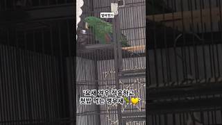 &quot;아직 조심스러운 뉴기니아 앵무새&quot; …