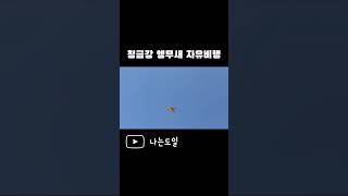 청금강 앵무새 ‘도일‘ 입니다.