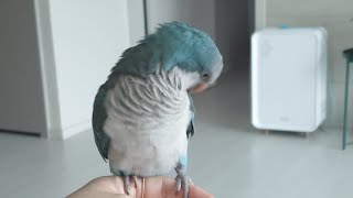 퀘이커앵무새 순도리 (도전! 할수있당! 실시간)