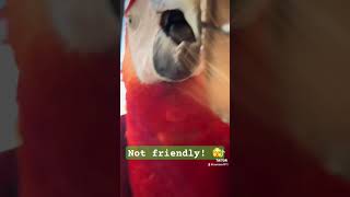 Haggard is beautiful, and frie…