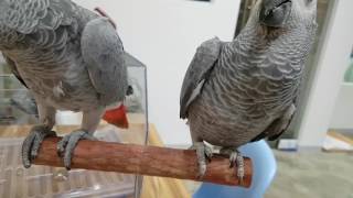 앵무새 카페 우리집 새새꾸의 두 회색앵무 Two gra…