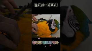 놀아줘 청금강 앵무새