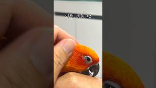 이런 생물 어떠세요? #2 썬코뉴어 앵무새