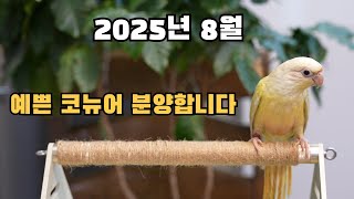 대구앵무새농장 예쁘게 생긴 코뉴어앵무새 분양합니다