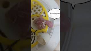 새끼 앵무새가 태어났다?#앵무새#새끼탄생#cute#귀여움#코뉴어#birdslover#pet#부화