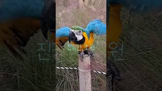 #황영웅#황금빛인생 #청금강#비상하라#파라다이스#sho…