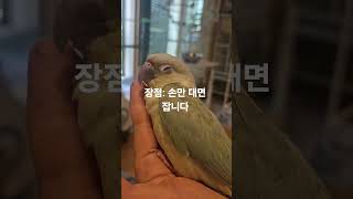 손만 닿으면 잡니다^^ 순둥이 암컷 푸딩이  #민트코뉴어#애완조#반려조