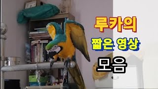 청금강앵무새 루카 짧은 영상 모음