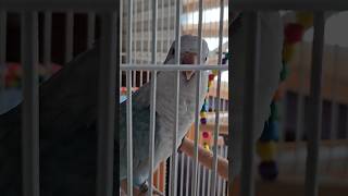 [퀘이커 앵무] 손가락 물어서 반성모드 #parrot …
