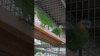 요즘 아마존이 좋아 하는 먹거리 방금 캔 땅콩 냉동 산…