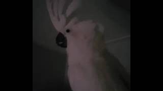 엄브렐라코카투 태식이 순실이때메 열받음