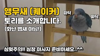 이유식 먹는 퀘이커 앵무새 토리 입니다