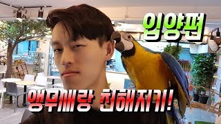 앵무새와 친해지기 위해 알아야할 태도 - 입양편