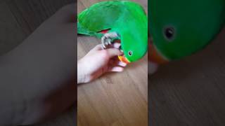 뉴기니아 eclectus